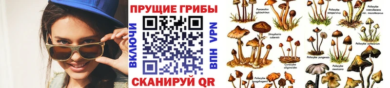 Псилоцибиновые грибы Psilocybine cubensis Чулым